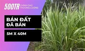 Long Tân Long Giang Bến Cầu Tây Ninh